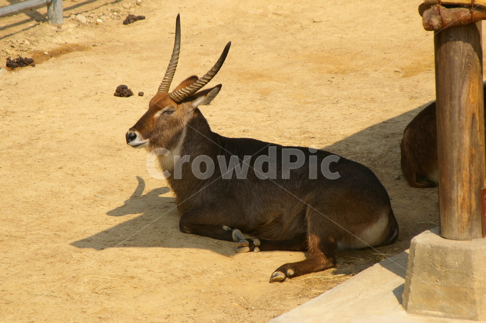 동물,animal,mammal,포유류,wallaby,왈라비,동물,animal,포유류,mammal