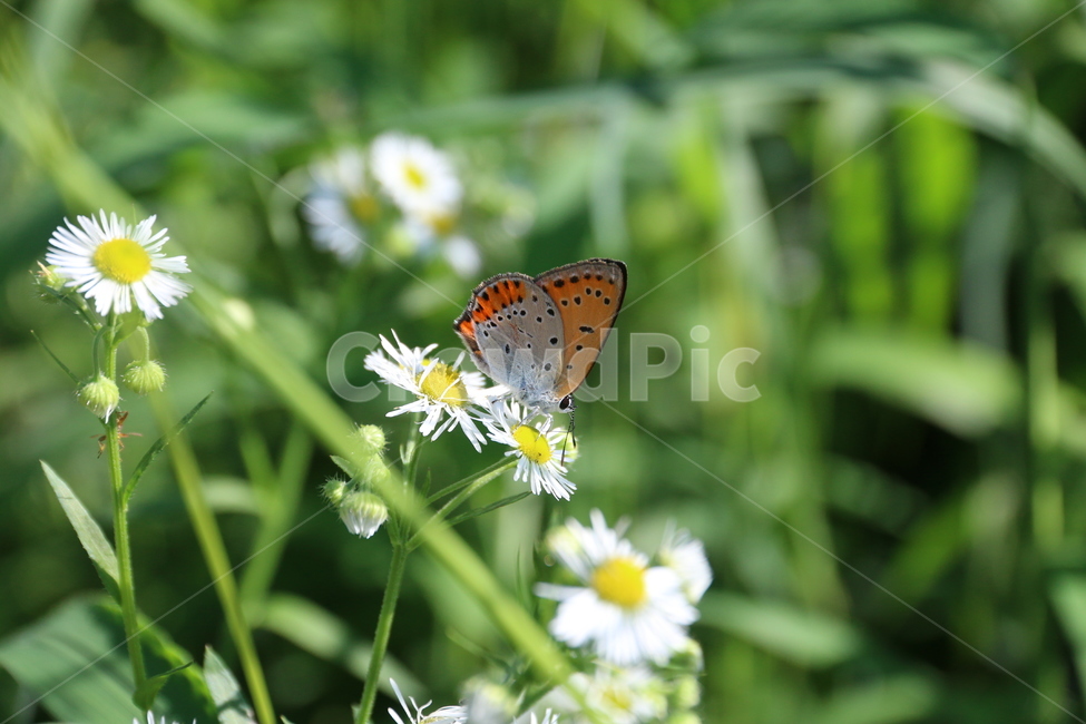 나비,자연,곤충,insect,식물,butterfly,풀,꽃,동물