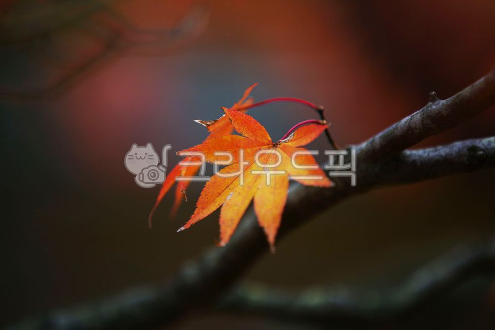 단풍, 가을, maple, autumn, 낙엽, 사진,이미지,일러스트,캘리그라피 - 고운경작가