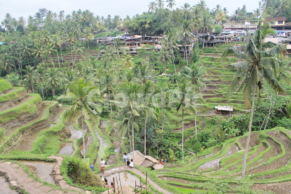 인도네시아,발리,indonesia,bali,자연,ricefield,ricefields,ricefieldsterrace,농업,농사,agriculture,farming,farming industry