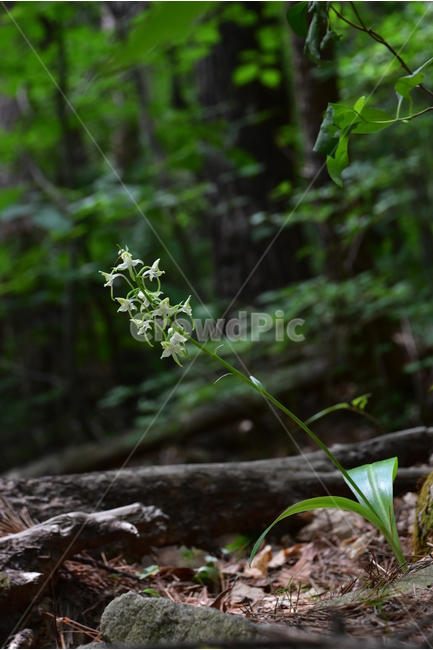 제비난초,야생화,생태,식물,자연,꽃,힐링,플라워,wildflower,flower,plants,nature,season,감성,느낌,emotion,feeling,초본,난초과,제비난초속,식물,자연,plants,nature,꽃,flower