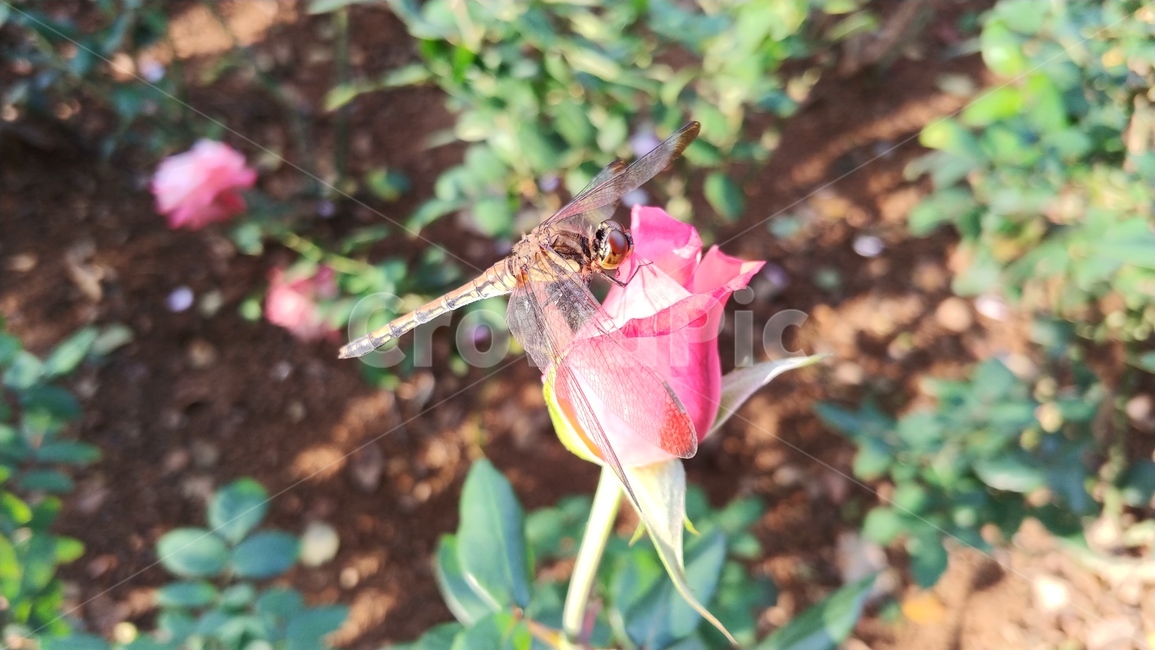 장미,꽃,식물,rose,flower,식물,자연,plants,nature,꽃,flower