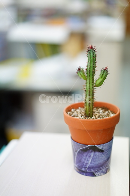 선인장,화분,화초,취미,식물,생명,가시,식물,자연,plants,nature,실내용화초,화분,화초,house plant