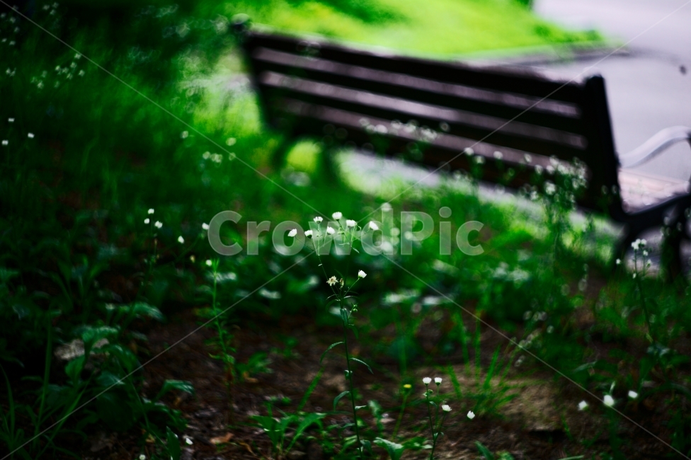 꽃,flower,공원,휴식,벤치,초록,들꽃,식물,자연,plants,nature,꽃,flower,감성,sensible,feeling