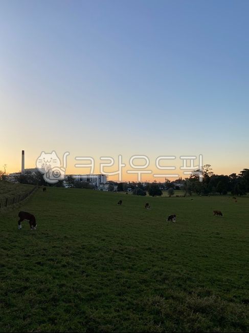 Hill,grazing,cow,Auckland,mammal,livestock,farm,pasture,sky,nature,tree,cattle,grassland,New Zealand,ranch,newzealand,field,outdoors,Farm,sunset,animal,Livestock,mammalia