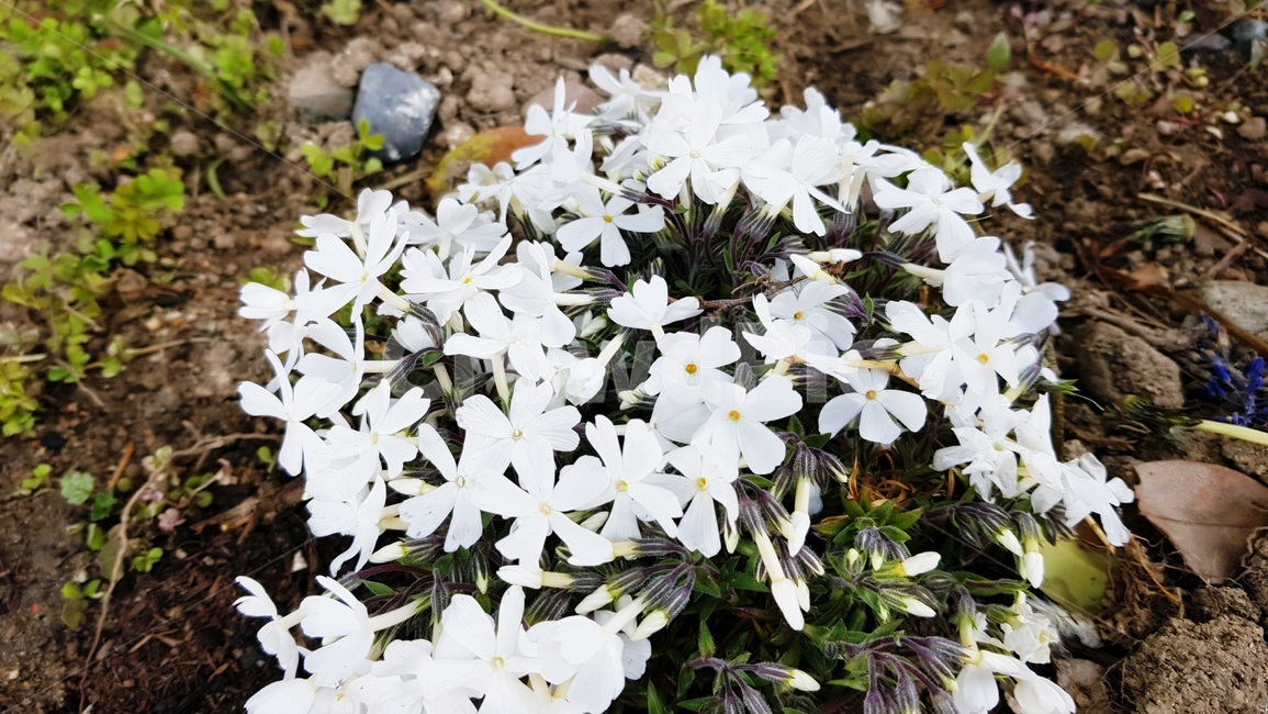 정원,가든,원예,자연,화단,식물,자연,plants,nature,꽃,flower
