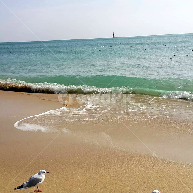 부산갈매기,파도,부산바다,고독한갈매기,몰려오는파도,해변,바다,beach,sea,동물,animal,조류,새,birds