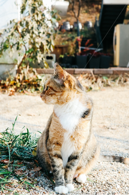 고양이,길고양이,길냥이,cat,냥이,동물,냥냥펀치,동물,animal,포유류,mammal,고양이,cat,kitten,kitty