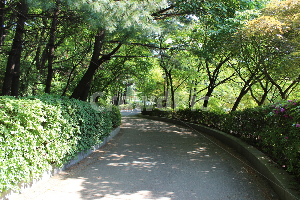공원,산책,나무,숲,풀,길,오솔길