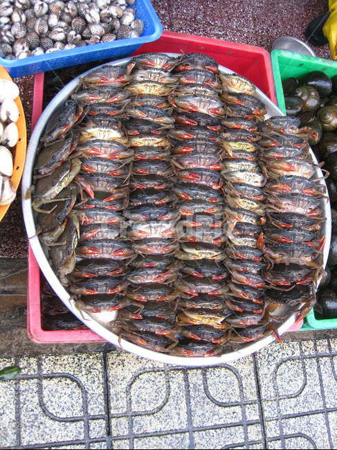 투구게,horseshoecrab,crab,market,시장,마켓,해산물,게,갑각류