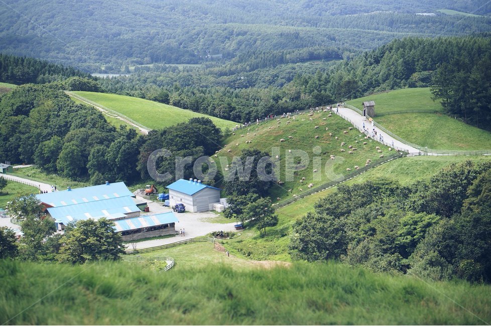 강원도양떼목장,양떼목장,강릉양떼목장,양,강릉,자연,풍경,nature,landscape,한국자연풍경,한국자연경관,korea nature landscape,산업,industry,industrial,목축업,목장,livestock farming,ranching,pasture,outdoors,옥외,scenery,경치