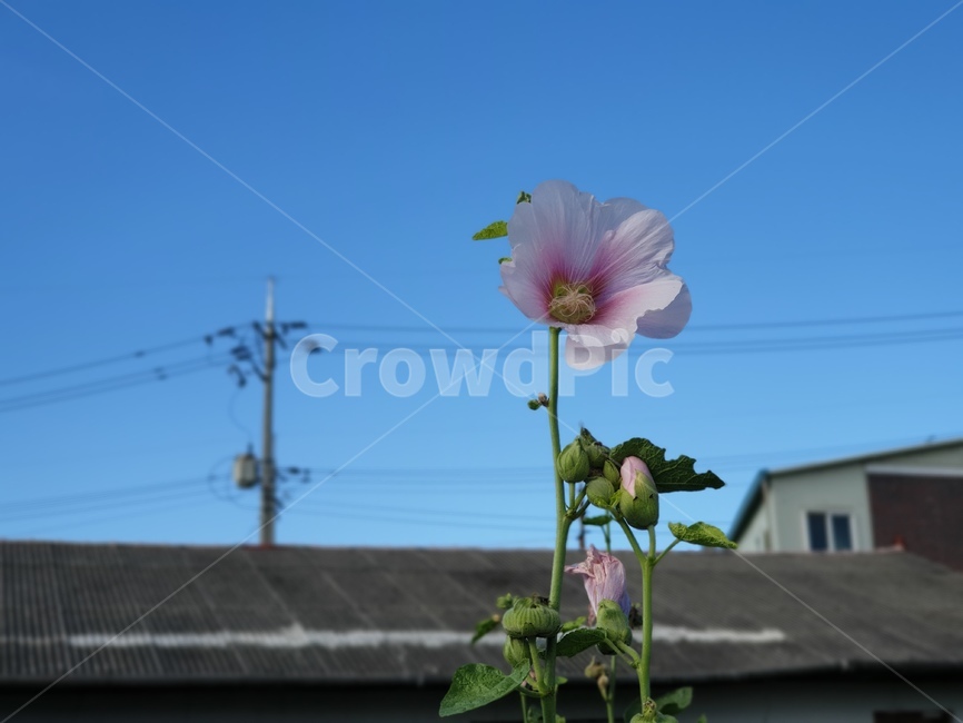 무궁화,꽃,국화,식물,flower,자연,blossom,plant,식물,자연,plants,nature,꽃,flower