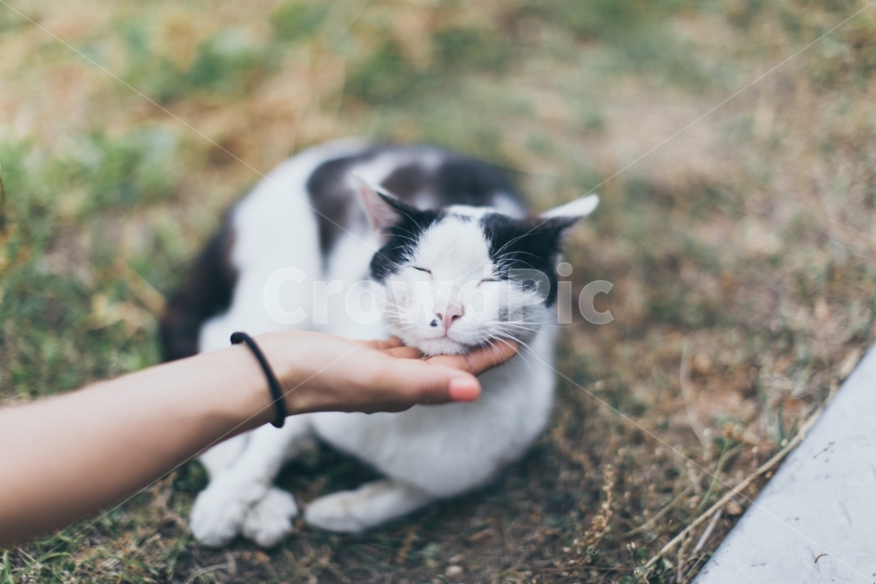 동물,고양이,점,animal,cat,동물,animal,포유류,mammal,고양이,cat,kitten,kitty