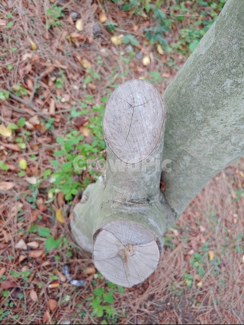 나무,기둥,나이테,단면,cross,section,tree,pillar,green,leaves,woods,wooden,wood