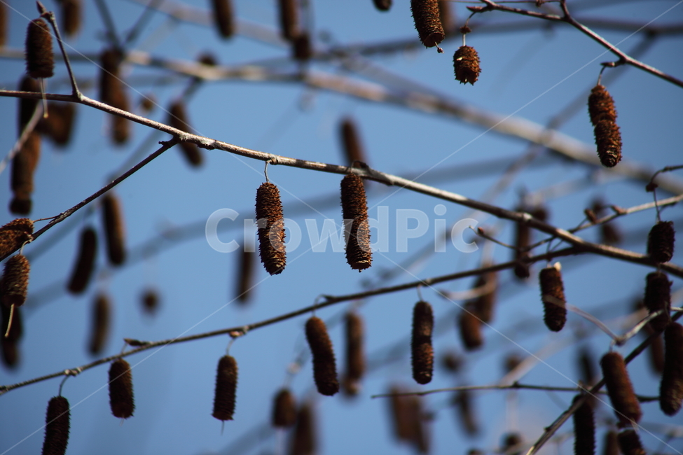 가을,열매,종자,식물,seed,식물,자연,plants,nature