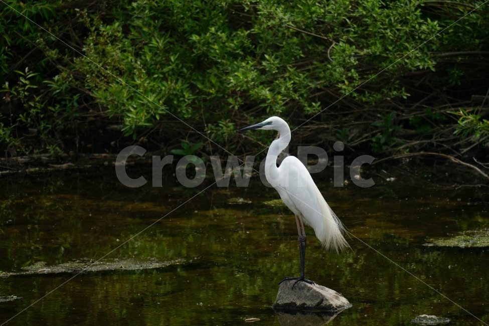 백로,새,조류,동물,자연,강,하천,습지,물결,식물,bird,animal,lake,river,nature,water,plants,감성,감성사진,스냅,스냅사진,snap,snapshot,풍경,landscape,계절,여름,summer,season,수영,헤엄,한국자연,한국적인,생명,환경,동물,animal,조류,새,birds