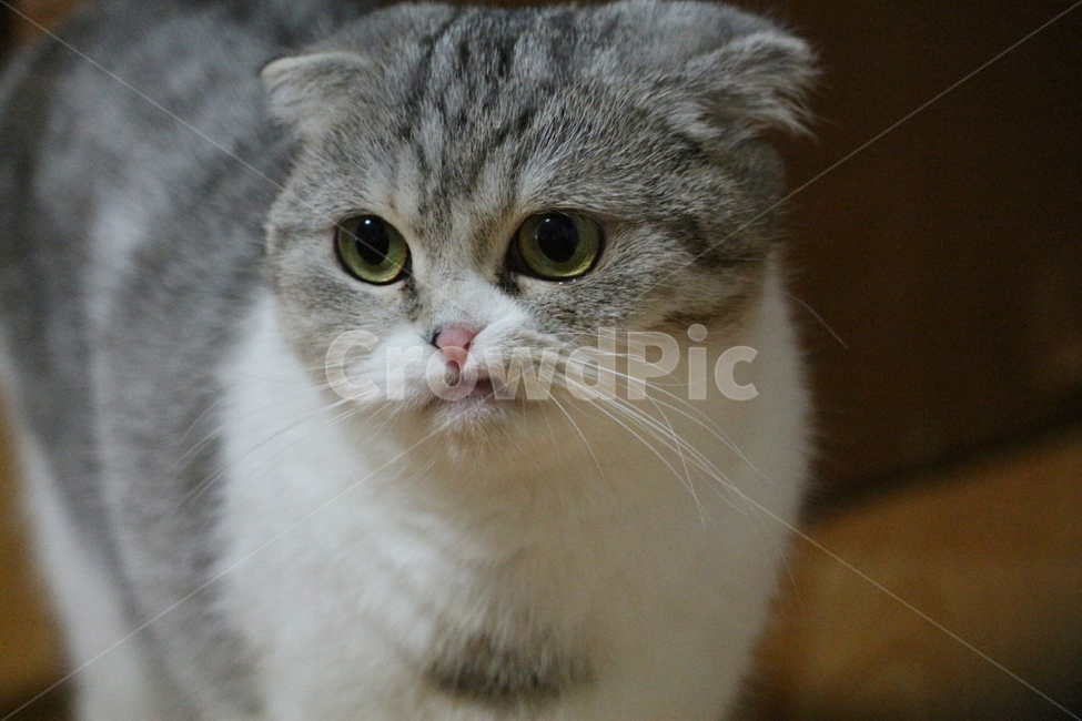 고양이,스코티시폴드,스코티쉬폴드,냥냥이,냐옹이,야옹이,썩소,동물,animal,포유류,mammal,고양이,cat,kitten,kitty