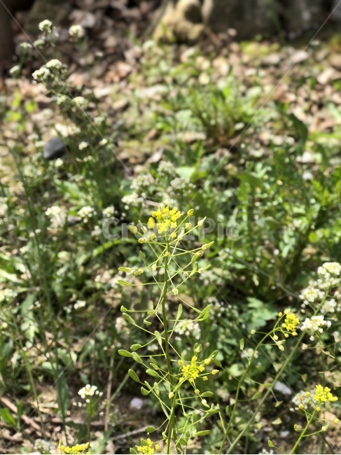 plant,식물,blossom,flower,꽃