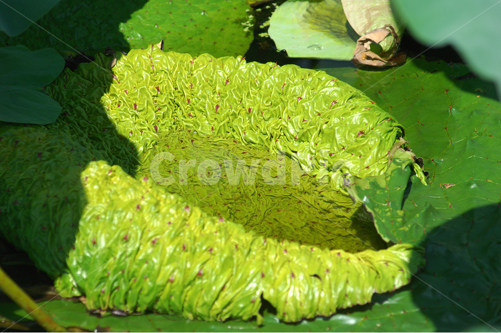 자연,식물,가시연,가시연잎,연못,수생식물,식물,자연,plants,nature