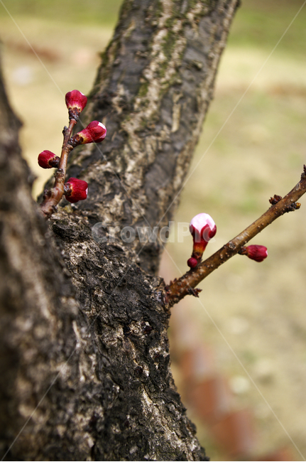 꽃,flower,매화,식물,plant,봄,spring,계절,식물,자연,plants,nature,꽃,flower