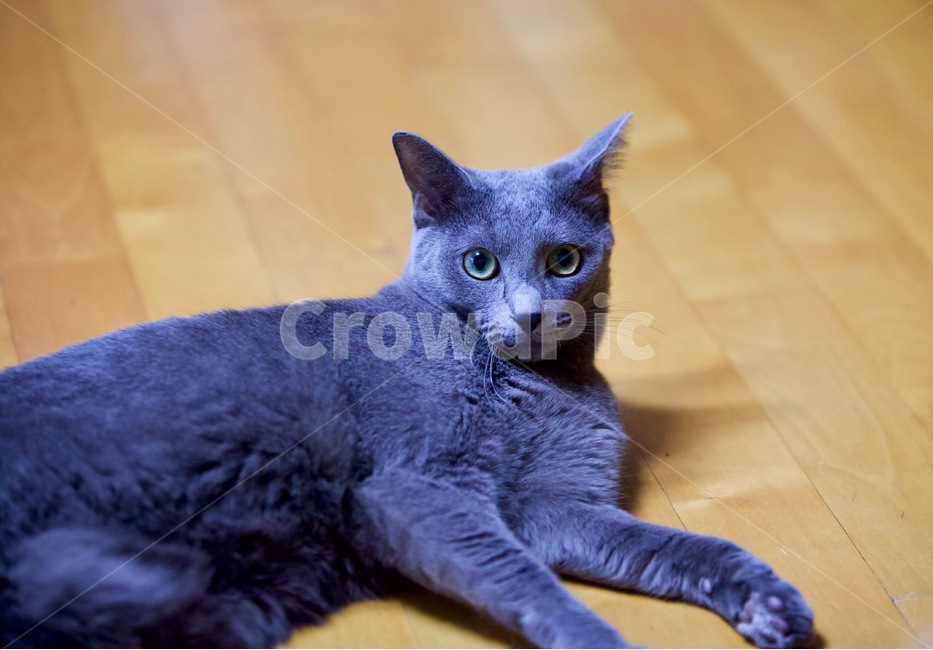 고양이,냐옹이,냥냥,집사,cat,cats,개냥이,야용이,반려묘,러시안블루,sussianblue,pet,mew,야옹,냥냥펀치,동물,animal,포유류,mammal,고양이,cat,kitten,kitty