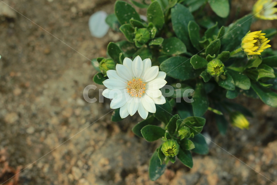 꽃,봄꽃,식물,flower,plants,봄,계절,spring,season,식물,자연,plants,nature,꽃,flower,plant,blossom
