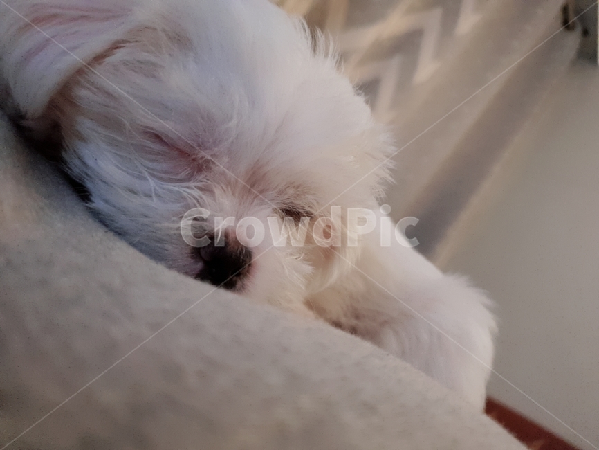 말티즈,강아지,아기강아지,동물,dog,sleep,잠,포근함,animal,애완동물