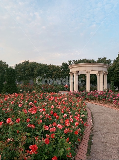 장미,rose,flowers,꽃,공원,자연,nature,pink,red,감성,식물,plant
