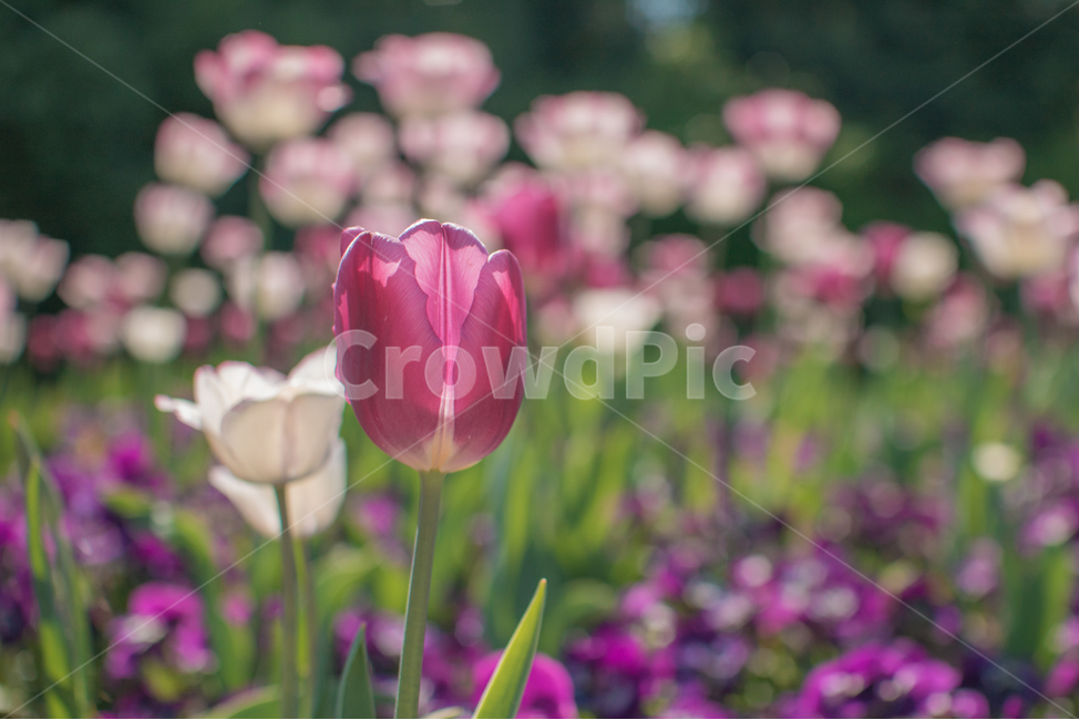 튤립,보라색꽃,꽃밭,풀밭,흰꽃,봄,계절,spring,season,식물,자연,plants,nature,꽃,flower,plant,blossom