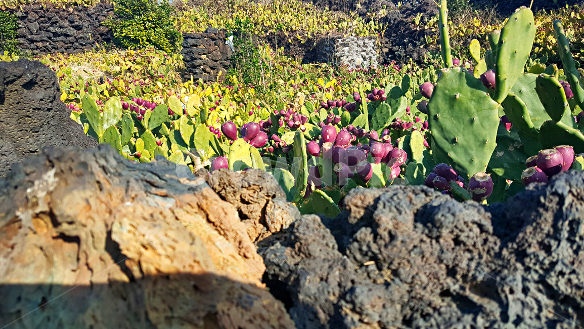 제주,선인장군락지,선인장,백련초,돌담,마을,plant,식물,자연,옥외,outdoors