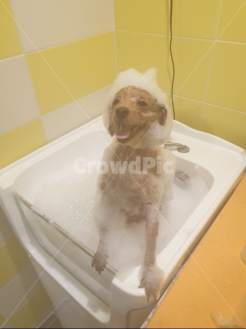 푸들,강아지,목욕,거품,버블,동물,animal,포유류,mammal,개,강아지,dog,doggy
