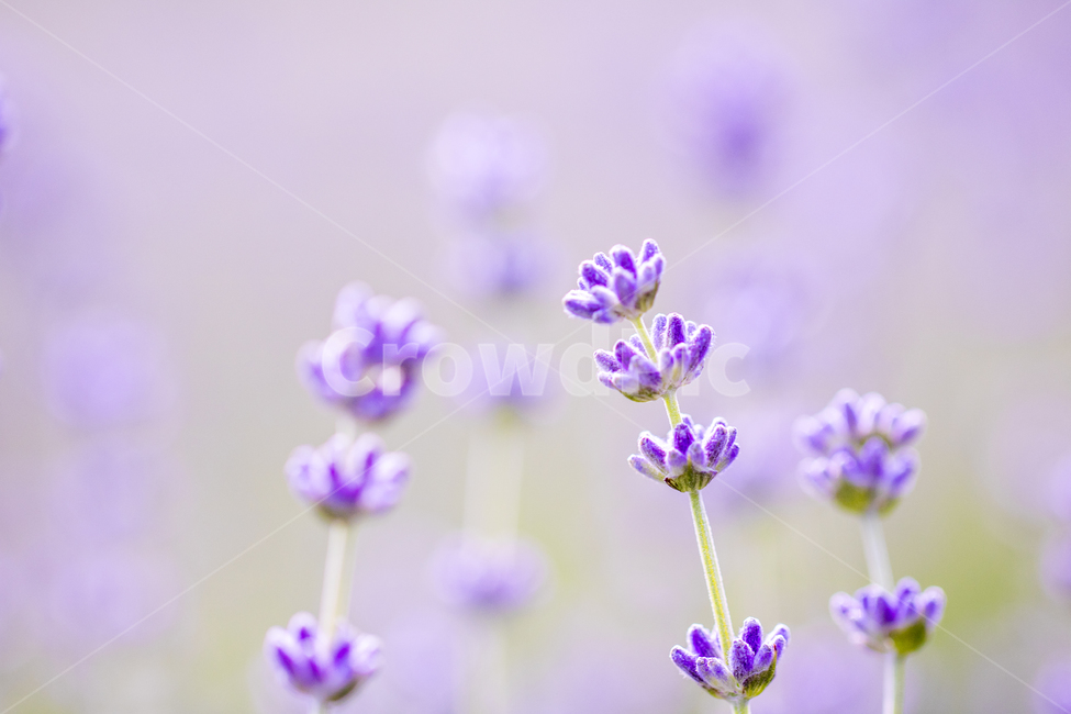 라벤더,꽃,식물,잎,보라색,배경,백그라운드,줄기,바이올렛,라벤다,식물,자연,plants,nature,꽃,flower,감성,sensible,feeling,색깔,색상,색채,색감,color sense,color sensitivity,feeling of color