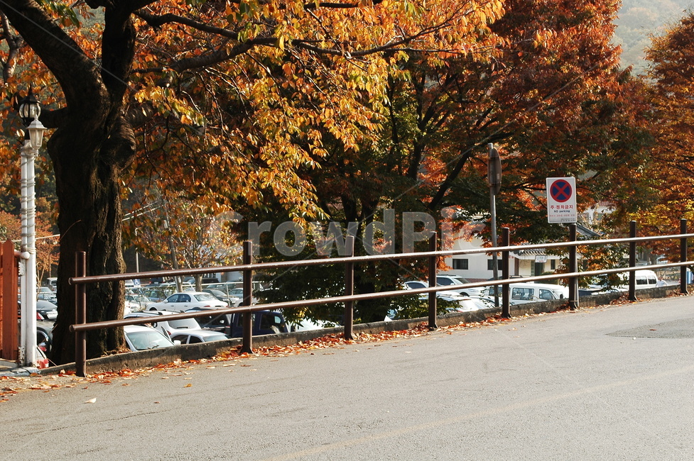 가을,단풍,낙엽,나뭇잎,단풍구경,단풍놀이,나무,가을,계절,fall,autumn,season