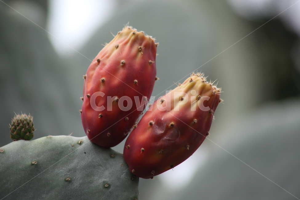 손바닥선인장,백년초,열매,선인장,indianpricklypear,CactusFruits