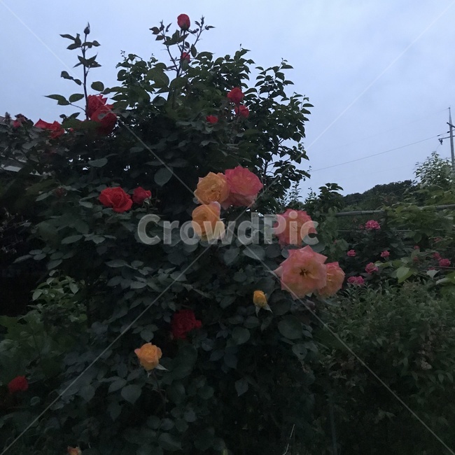 plant,식물,flower,꽃,blossom,감성
