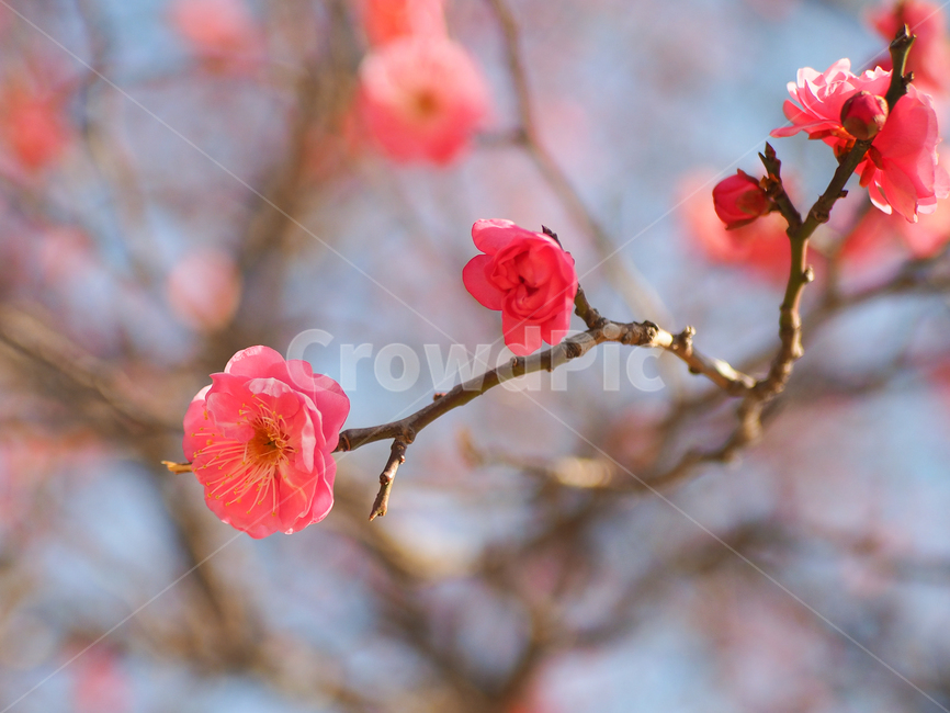 매화,꽃,spring,홍매화,봄,flower,식물,자연,plants,nature,꽃,flower
