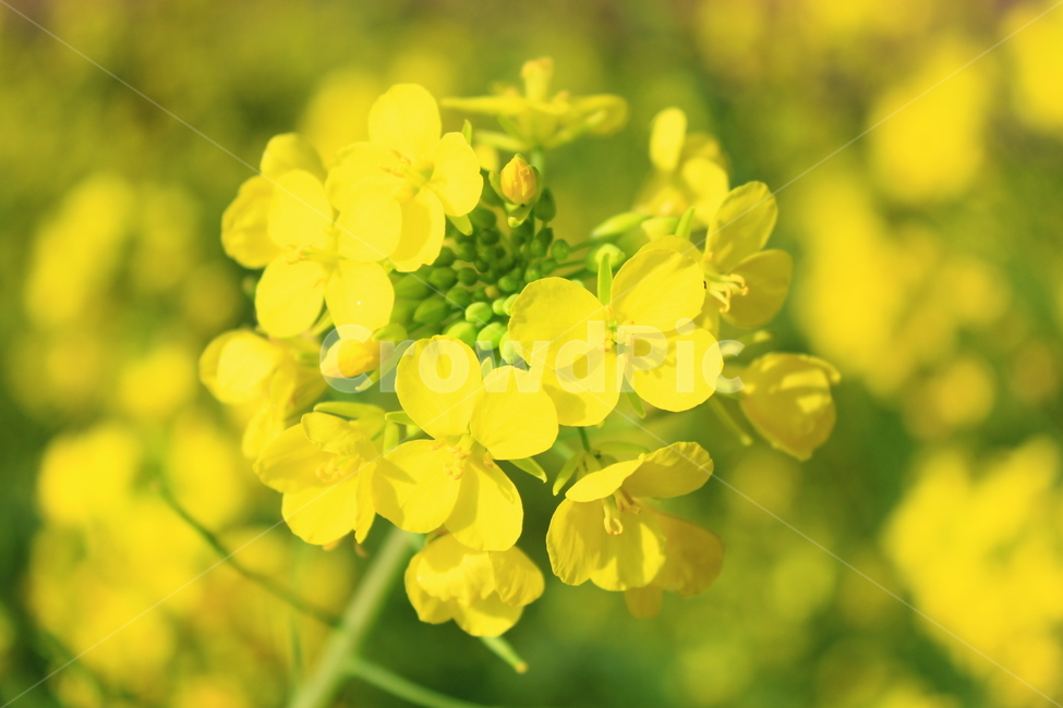 유채꽃,봄꽃,노란꽃,유채,제주유채,제주,풍경,자연,여행,봄,계절,spring,season,식물,자연,plants,nature,꽃,flower
