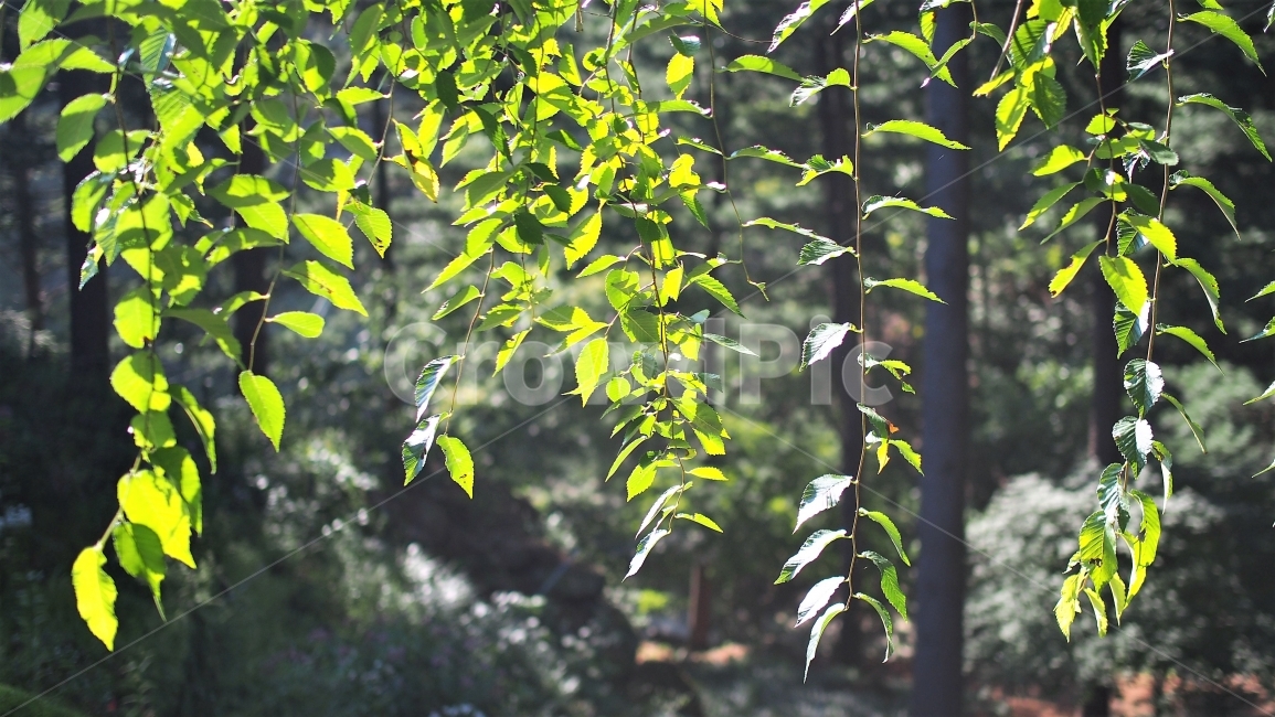 잎사귀,나뭇잎,나무,식물,자연,초록색,햇살,역광,정원,숲,botany,garden,tree,leaves,green,식물,자연,plants,nature,휴식,힐링,rest,relaxation,healing