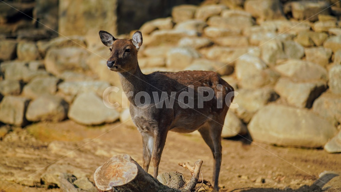 사슴,동물,포유류,야생생물,animal,deer,동물,animal,포유류,mammal