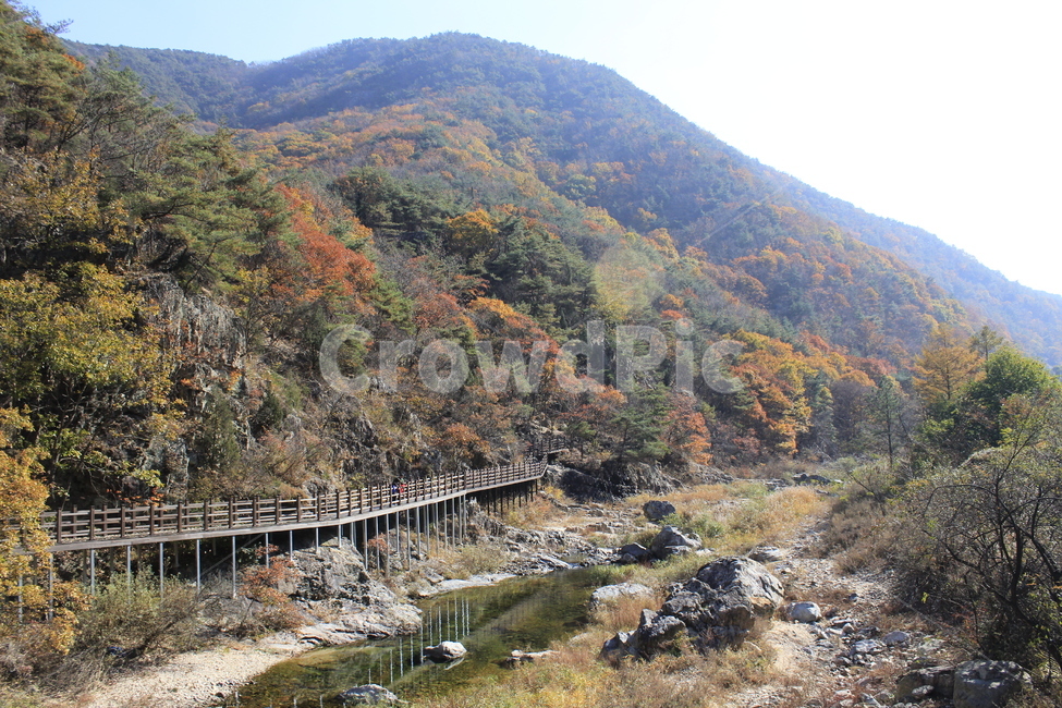 가을,단풍,풍경,산맥,산,등산,등산로,다채로운,낙엽,주황색,초록색,나무