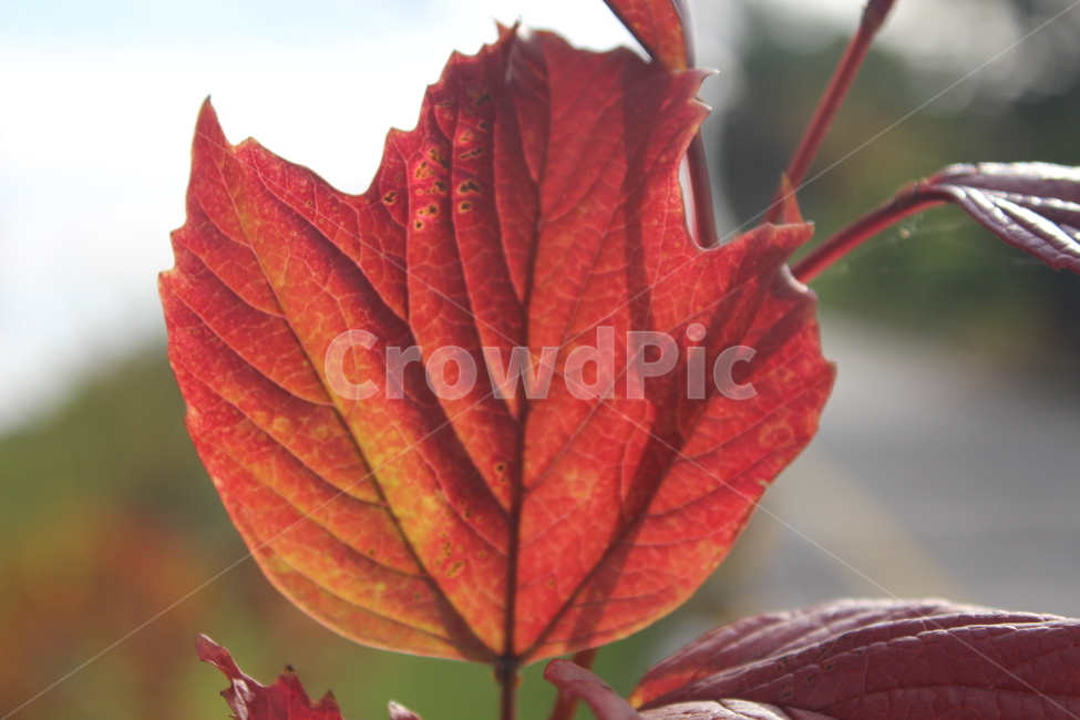 plant,식물,leaf,잎,단풍,가을,계절,fall,autumn,season,veins,정맥