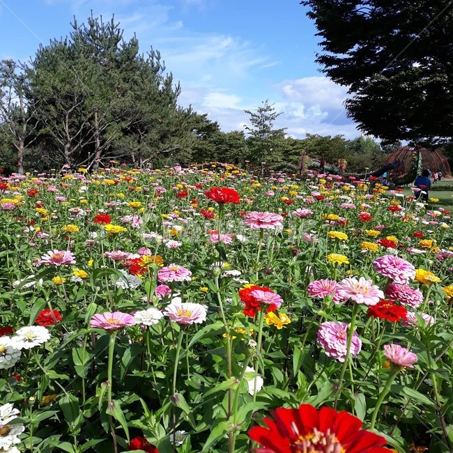 백일홍,가을,꽃밭,드림파크,산책,식물,자연,plants,nature,꽃,flower