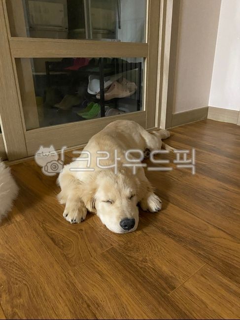 강아지,자는모습,개,아기,리트리버,동물