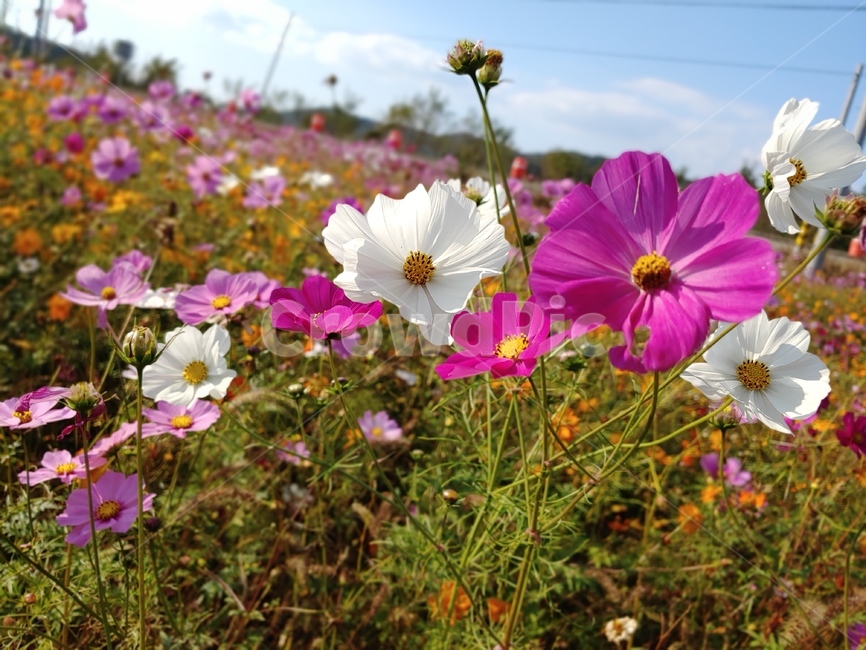 코스모스,자연,식물,flower,하늘,꽃,식물,자연,plants,nature,꽃,flower