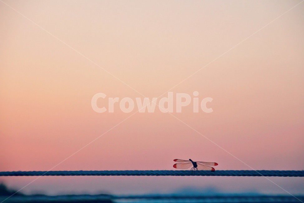 노을,잠자리,붉은하늘,빨랫줄,해질무렵,해질녘,동물,animal,곤충,벌레,insect,bug