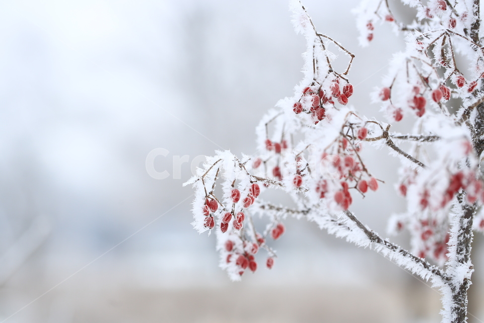 서리,서리꽃,동화,설원,겨울,겨울,계절,winter,season