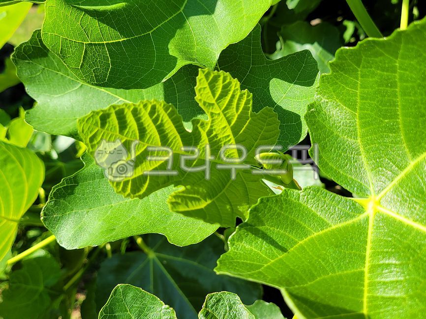 무화과나무잎,무화과나무,잎,식물,plant