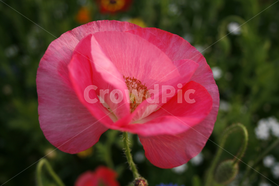 양귀비,개양귀비,식물,flower,plants,nature,꽃,꽃봉오리,꽃밭,식물,자연,plants,nature,꽃,flower