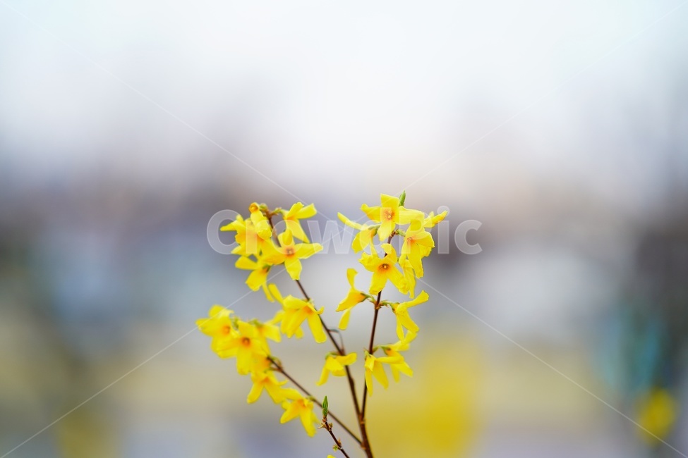 plant,flower,식물,꽃,개나리,koreanforsythia