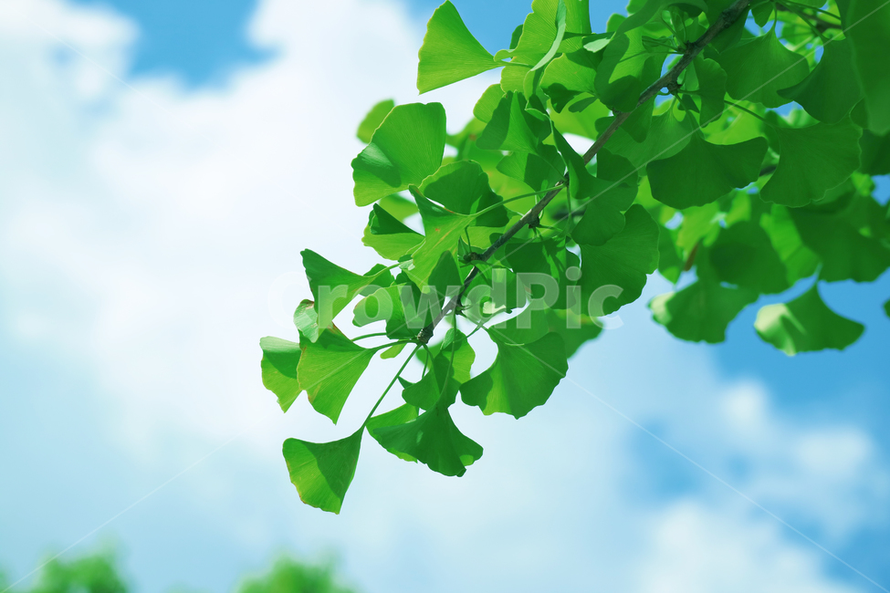 은향잎,은행나무,나뭇잎,잎,잎사귀,초록,여름,식물,자연,식물,자연,plants,nature